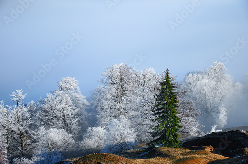 Foggy snowed trees near Transalpina Road photo