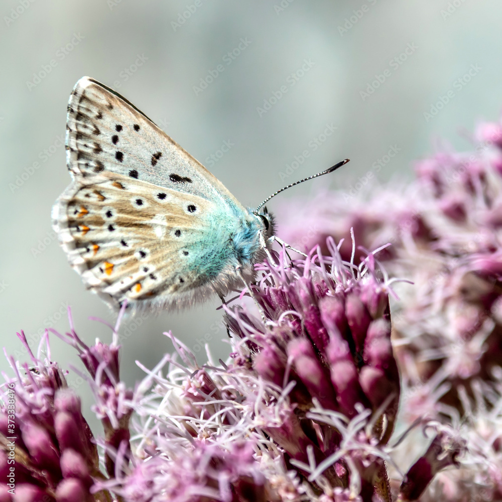 Papillon sur une fleur