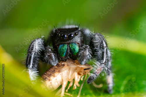 A jumping spider (Phidippus regius) eating its prey cockroach on a green leaf. Macro, big eyes, sharp details. Beautiful big eyes and big green fangs.