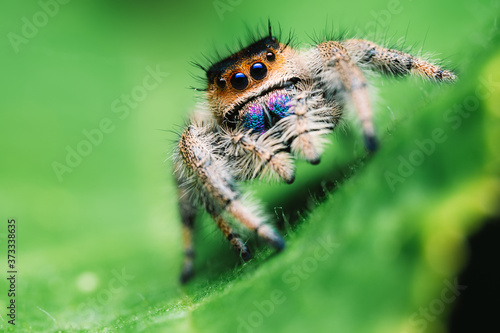 Female jumping spider (Phidippus regius) crawling on green. Macro, big eyes, sharp details. Beautiful big eyes and big fangs.
