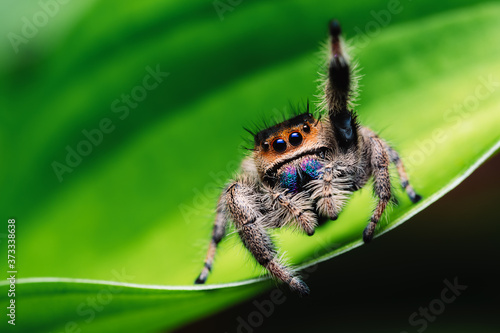 Female jumping spider (Phidippus regius) crawling on green. Macro, big eyes, sharp details. Beautiful big eyes and big fangs.