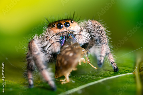 A jumping spider (Phidippus regius) eating its prey cockroach on a green leaf. Macro, big eyes, sharp details. Beautiful big eyes and big fangs.