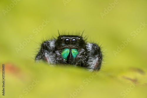 Male jumping spider (Phidippus regius) crawling on a dry leaf. Autumn warm colors, macro, sharp details. Beautiful huge eyes are looking at the camera.