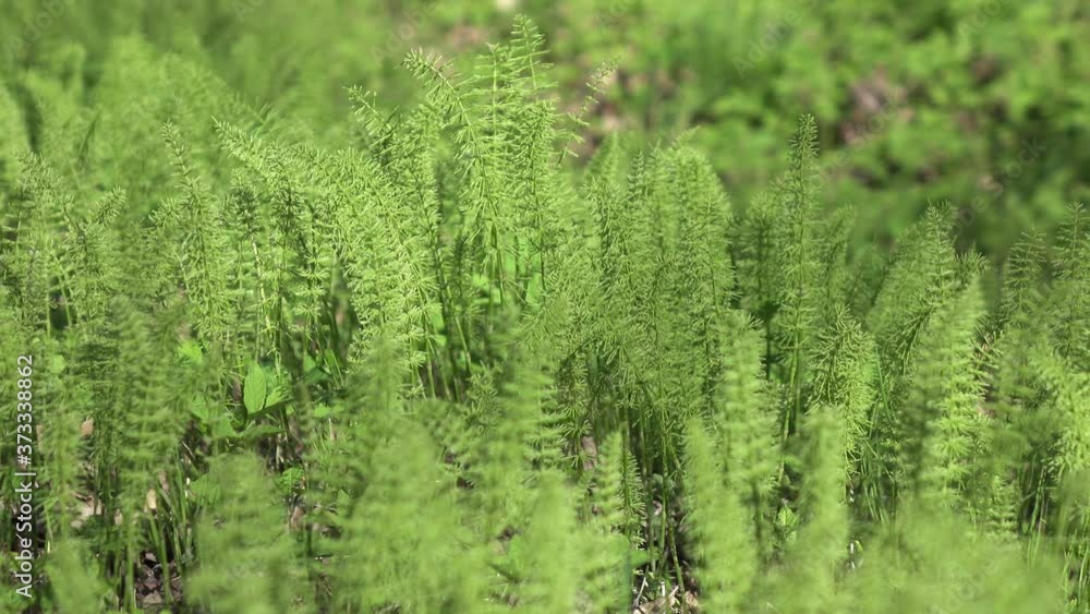 Fresh sprouts of a horsetail (Equisetum -snake grass, puzzlegrass) at the beginning of spring Fresh sprouts of a horsetail (Equisetum -snake grass, puzzlegrass) at the beginning of spring