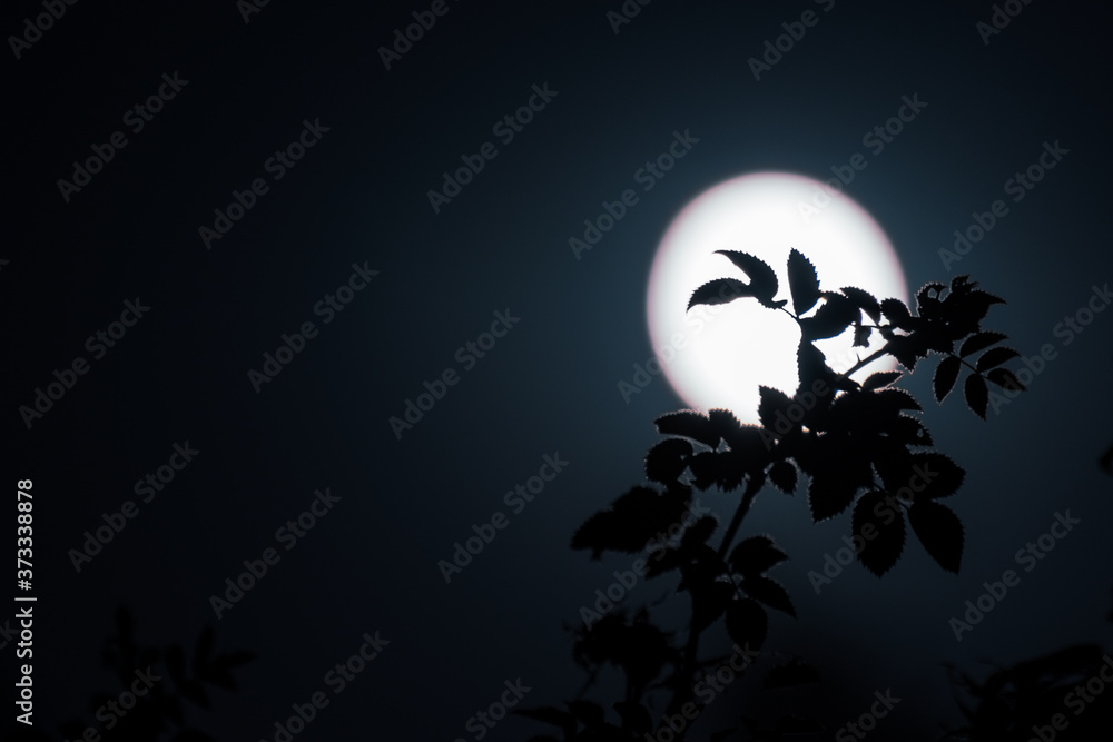 Tree branch with leaves dark silhouette on big moon circle background in blue colors Tree branch with leaves dark silhouette on big moon circle background in blue colors