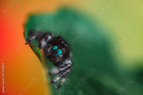 Male jumping spider (Phidippus regius) crawling on a dry leaf. Autumn warm colors, macro, sharp details. Beautiful huge eyes are looking at the camera. photo