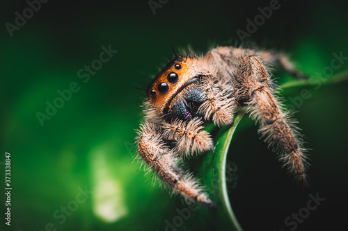 Female jumping spider (Phidippus regius) crawling on a green leaf. Macro, big eyes, sharp details. Beautiful big eyes and big fangs.