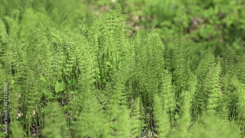 Fresh sprouts of a horsetail (Equisetum -snake grass, puzzlegrass) at the beginning of spring