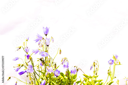 bell flower isolated on white background