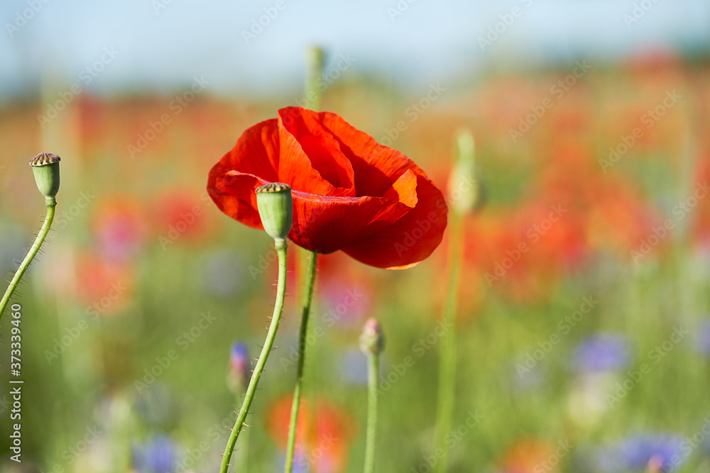 Naklejka premium Red and orange poppies, blue cornflowers on a field outdoors. Spring natural background.