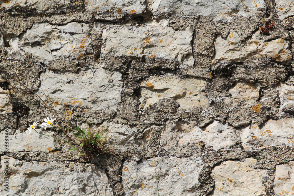 Fototapeta premium Daisies blossom at old brick castle wall