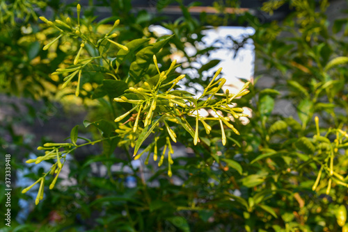 Nachtjasmin (Cestrum nocturnum) photo