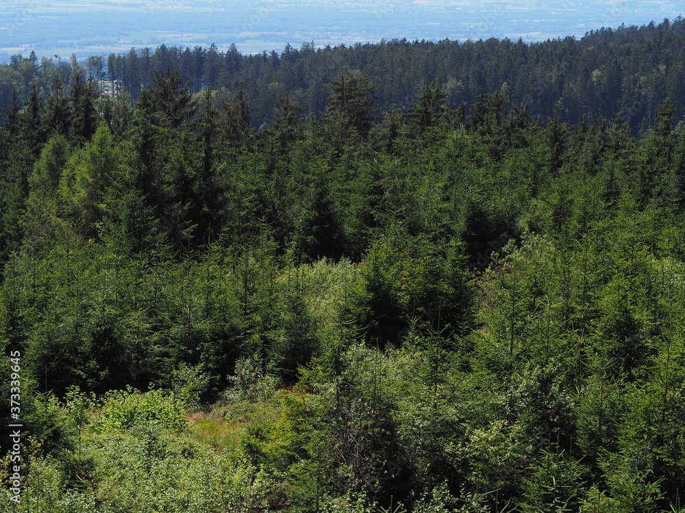 Nachwuchs - junge Fichten erneuern den Wald Nachwuchs - junge Fichten erneuern den Wald