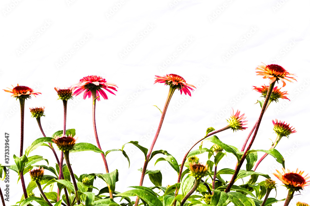 echinacea flower isolated on white background