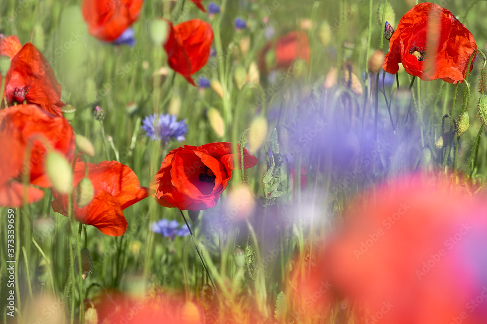 Obraz premium Closeup on wild red poppy flower, bright blue cornflowers on a field outside. Spring natural background.