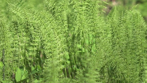 Fresh sprouts of a horsetail (Equisetum -snake grass, puzzlegrass) at the beginning of spring
