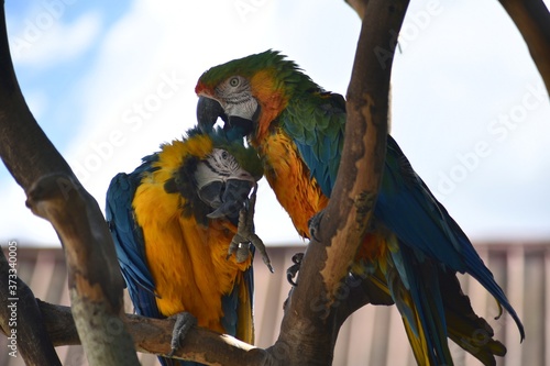 blue and yellow macaw
