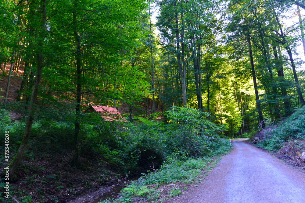 Fototapeta premium Rückersbacher Schlucht in Johannesberg/Aschaffenburg