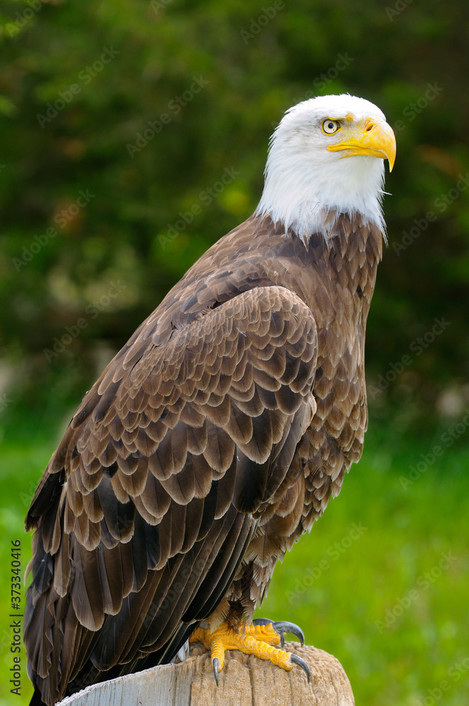 Bald Eagle raptor bird standing on a stump near a forest Bald Eagle raptor bird standing on a stump near a forest