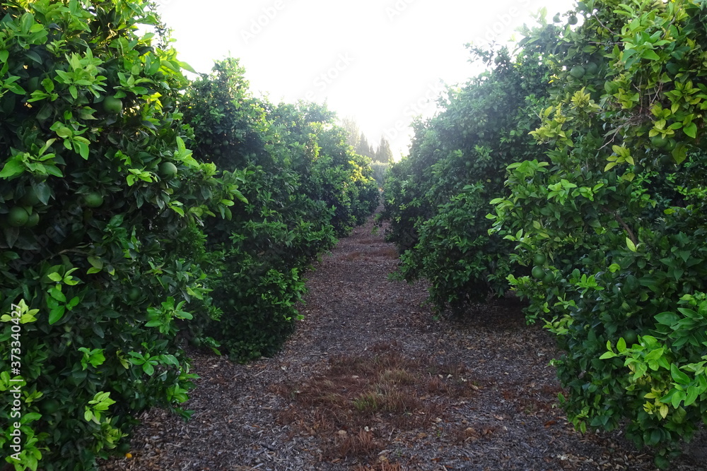 Valencia Orange Fruit Grove Landscape Valencia Orange Fruit Grove Landscape