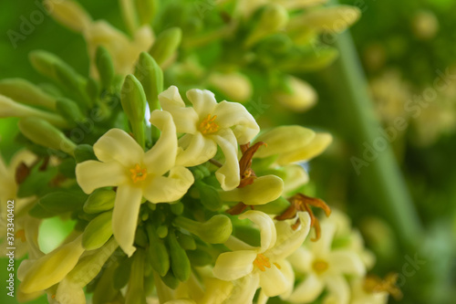 Papaya flowers close up in garden food  blooming vegetable fruit nature organic wallpaper background