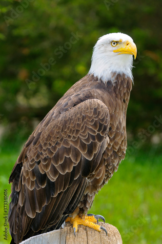 Bald Eagle raptor bird standing on a stump near a forest