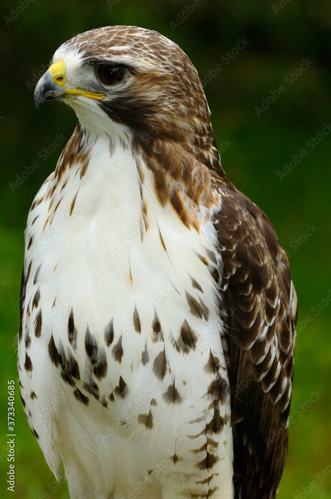 Mature Red Tailed Hawk perched in a forest in Ontario Canada Mature Red Tailed Hawk perched in a forest in Ontario Canada
