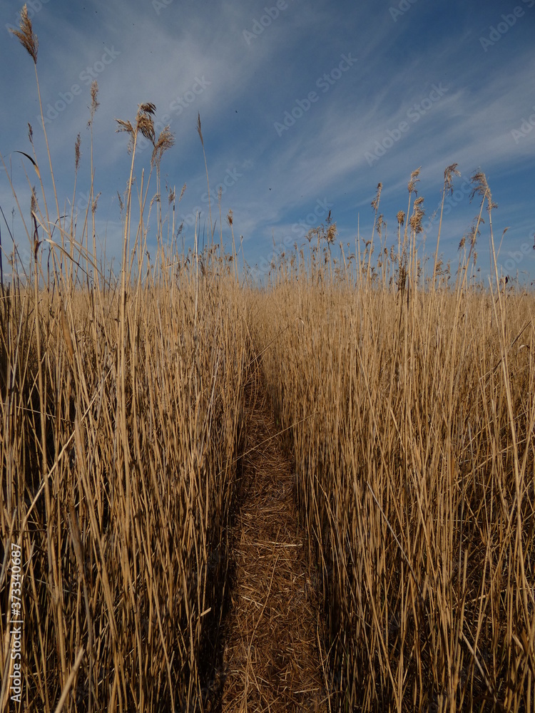 Obraz premium Trodden path between high reeds under blue sky, Sobieszewo Island, Poland