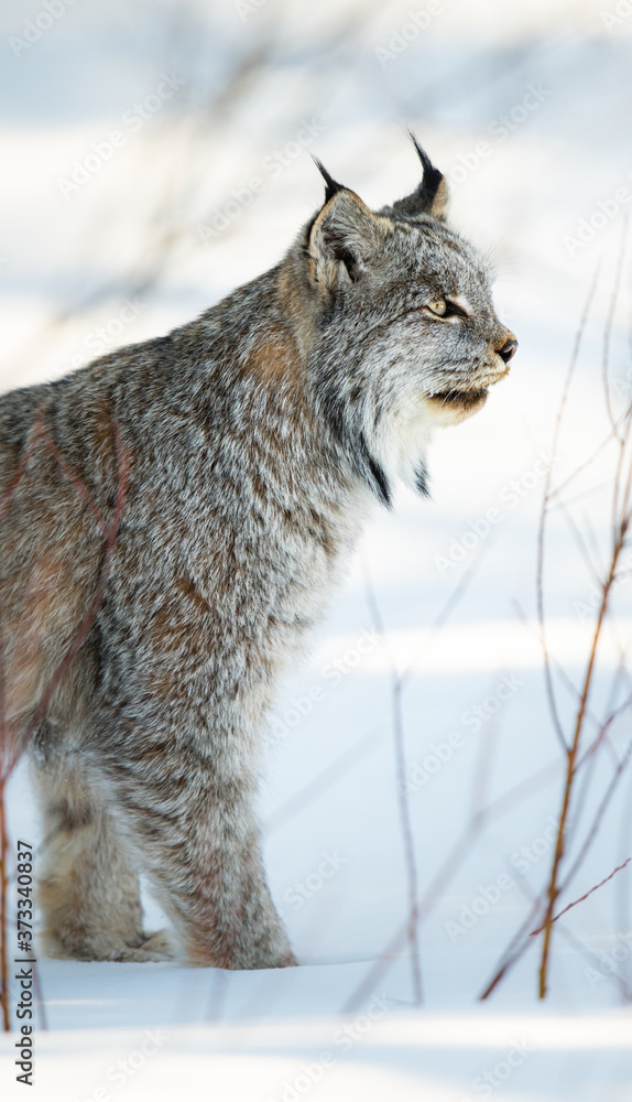 Obraz premium Ryś kanadyjski na wolności