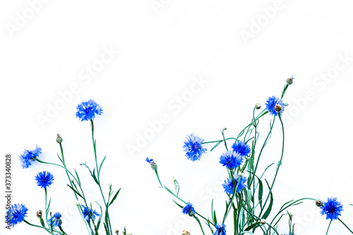blooming blue cornflower isolated image