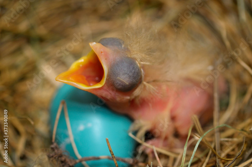 Fototapeta Blind day old hatchling robin in nest lying over a blue egg with mouth open for