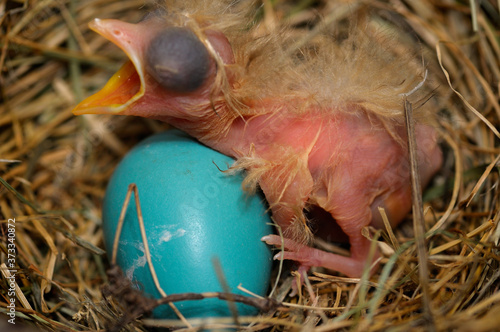 Canvas-taulu Day old hatchling robin in nest lying over a blue egg with mouth open for food