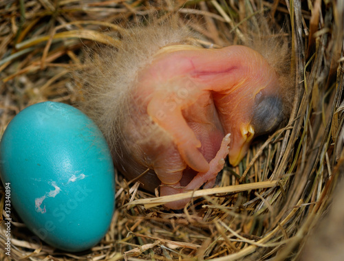 Fototapeta Day old hatchling robin in nest beside an egg about to crack open