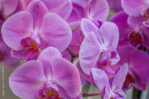 beautiful floral background of pink orchids close up