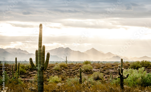 Desert Landscape