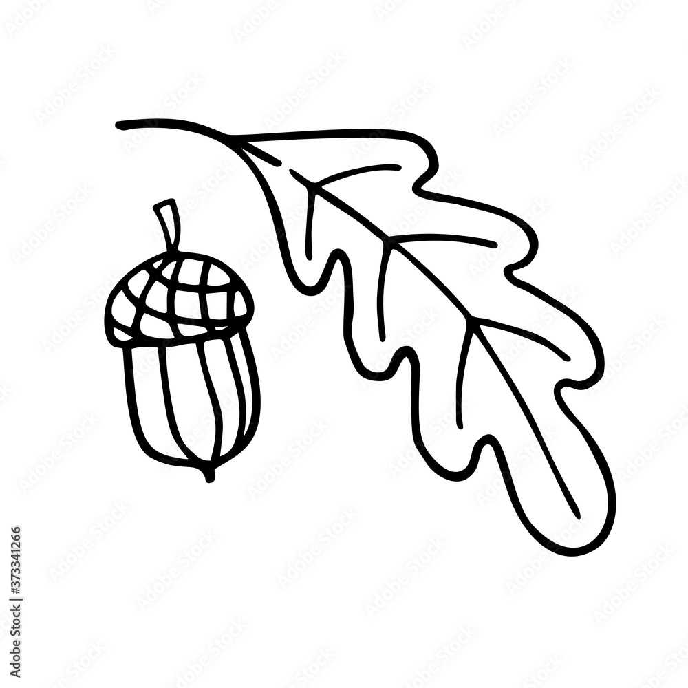 Obraz premium Acorn and leaf of oak. Hand drawn vector doodle elements.