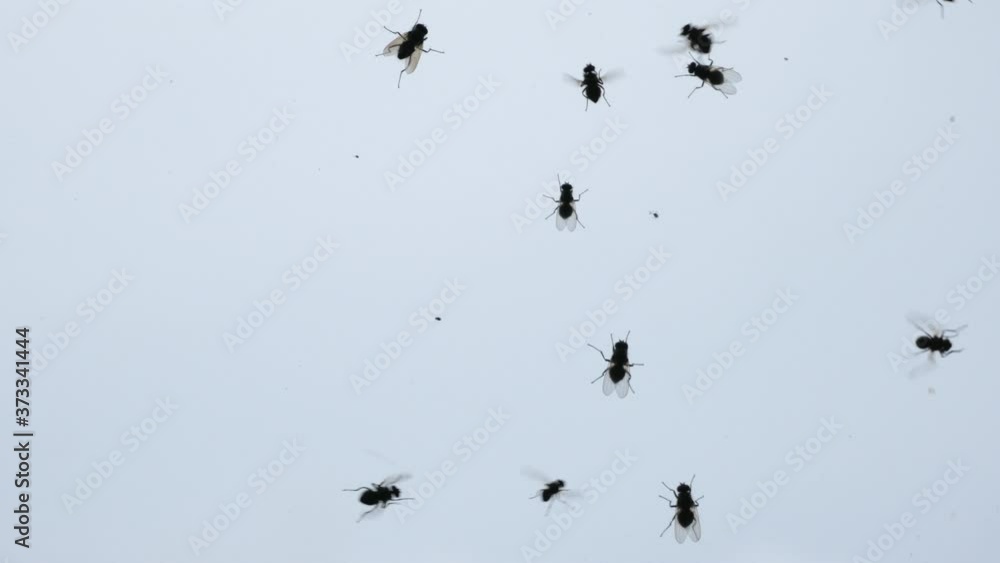 Chaos of insects. Swarm of flies on the glass of the car. Rotting meat and maggots. Maggot flight