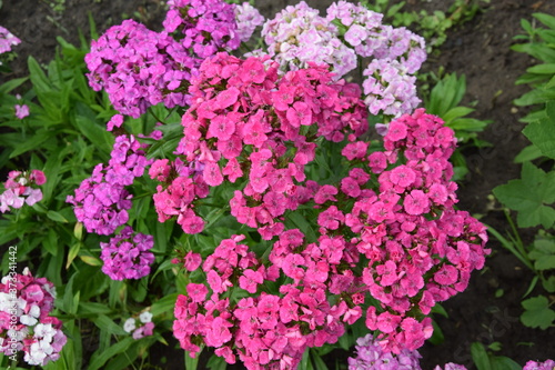 Goździki w rozkwicie