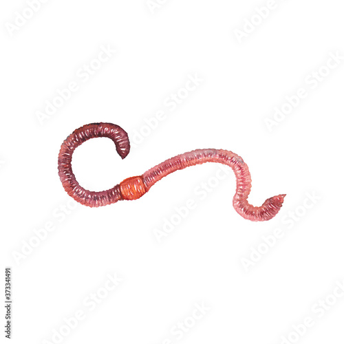 Illustration of realistic natural earthworm. Closeup top view of