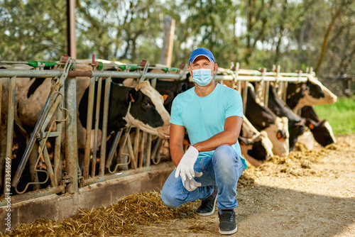 Farmer is working man in mask virus protectionon at farm with dairy cows.