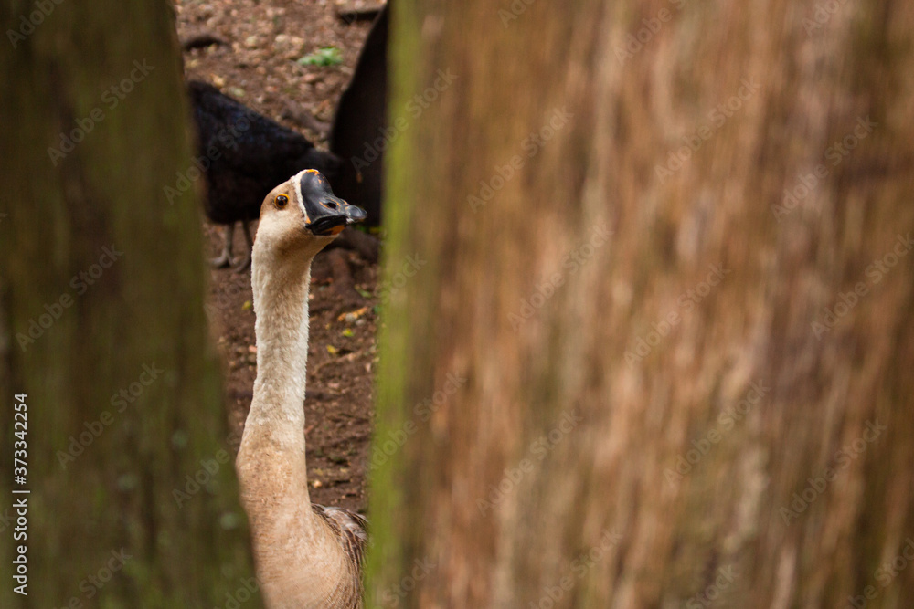 close up of a goose