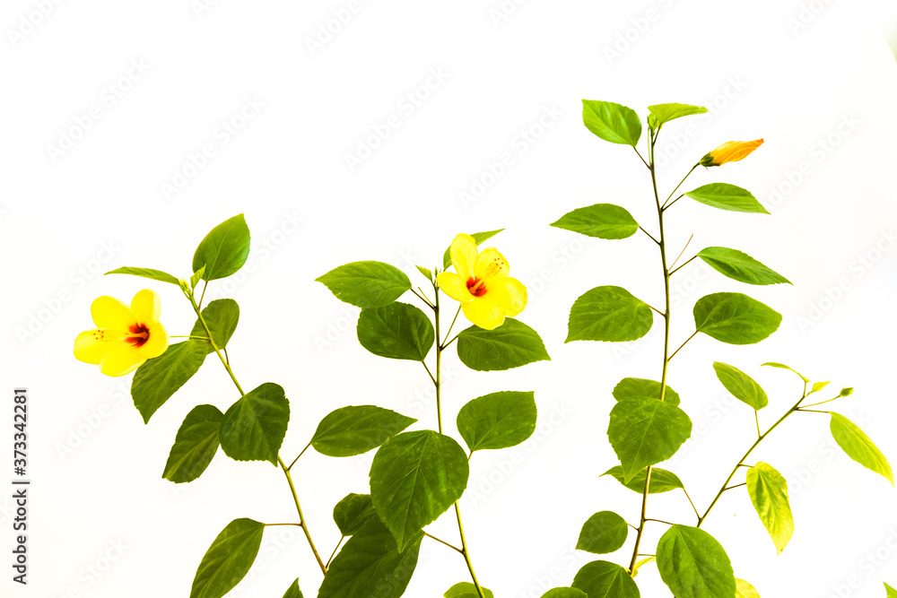 isolated yellow blooming hibiscus flower and bud detail
