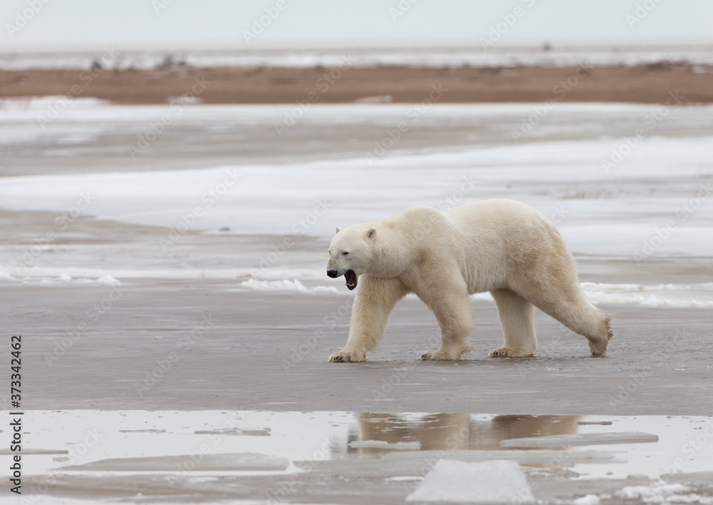 Adult Polar Bear in Sub-arctic region of Hudson Bay Canada Adult Polar Bear in Sub-arctic region of Hudson Bay Canada