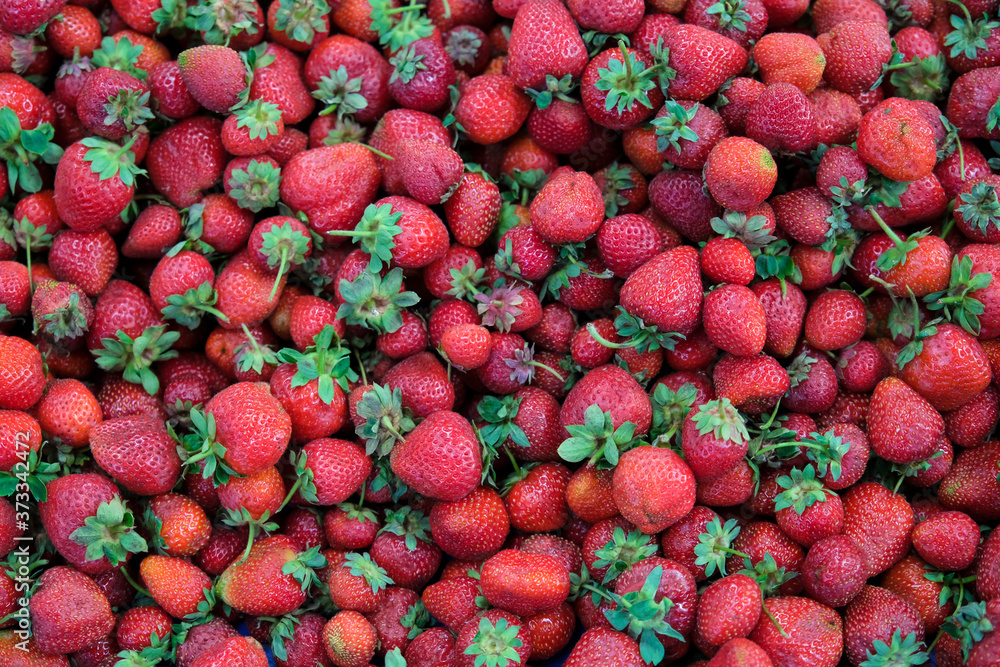 The concept of aromatic fragrant organic strawberries for jam The concept of aromatic fragrant organic strawberries for jam