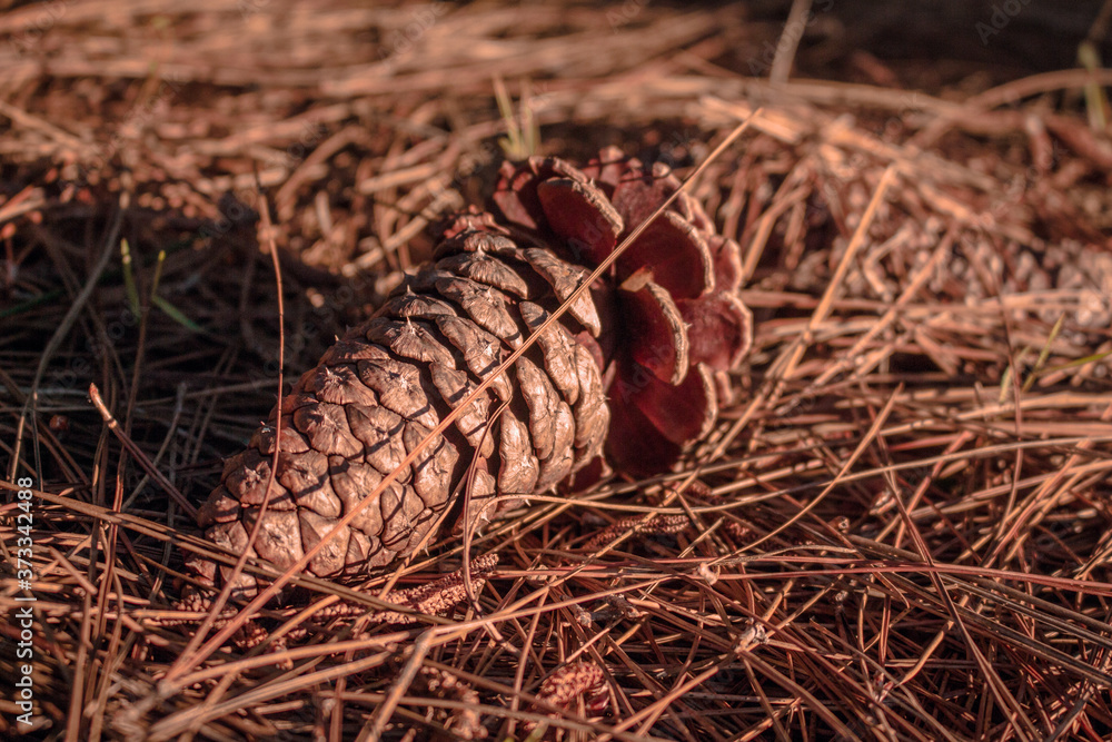 Pine cone Pine cone