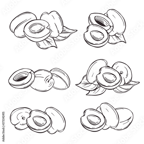 Hand drawn  apricots on white background.Vector sketch  illustration.