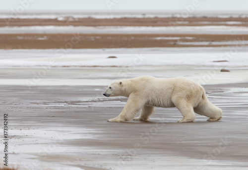 Adult Polar Bear in Sub-arctic region of Hudson Bay Canada
