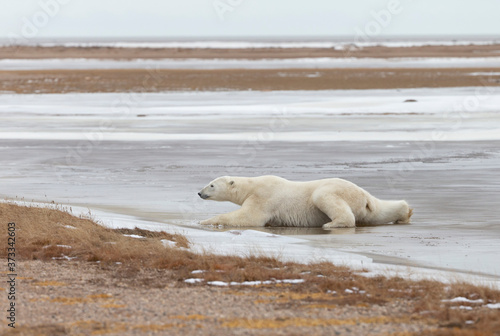 Fototapeta Naklejka Na Ścianę i Meble -  Adult Polar Bear in Sub-arctic region of Hudson Bay Canada