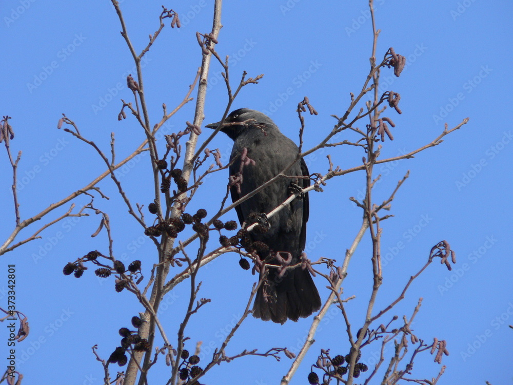 Western jackdaw (Coloeus monedula), also known as the Eurasian jackdaw, the European jackdaw, or simply the jackdaw Western jackdaw (Coloeus monedula), also known as the Eurasian jackdaw, the European jackdaw, or simply the jackdaw