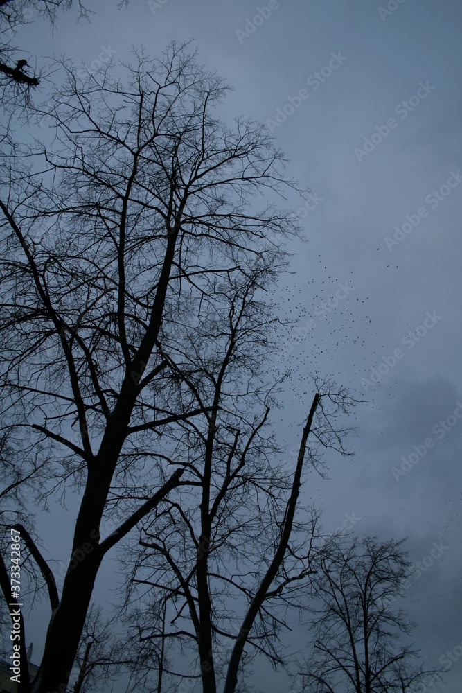 Flock of corvids (Corvidae) captured in Belarus Flock of corvids (Corvidae) captured in Belarus